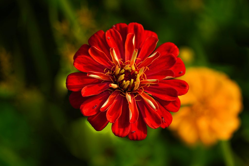 Zinnia Plant: A Complete Guide to Growing and Caring for These Vibrant Blooms 🌸🌿