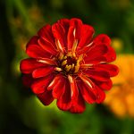 Zinnia Plant: A Complete Guide to Growing and Caring for These Vibrant Blooms 🌸🌿