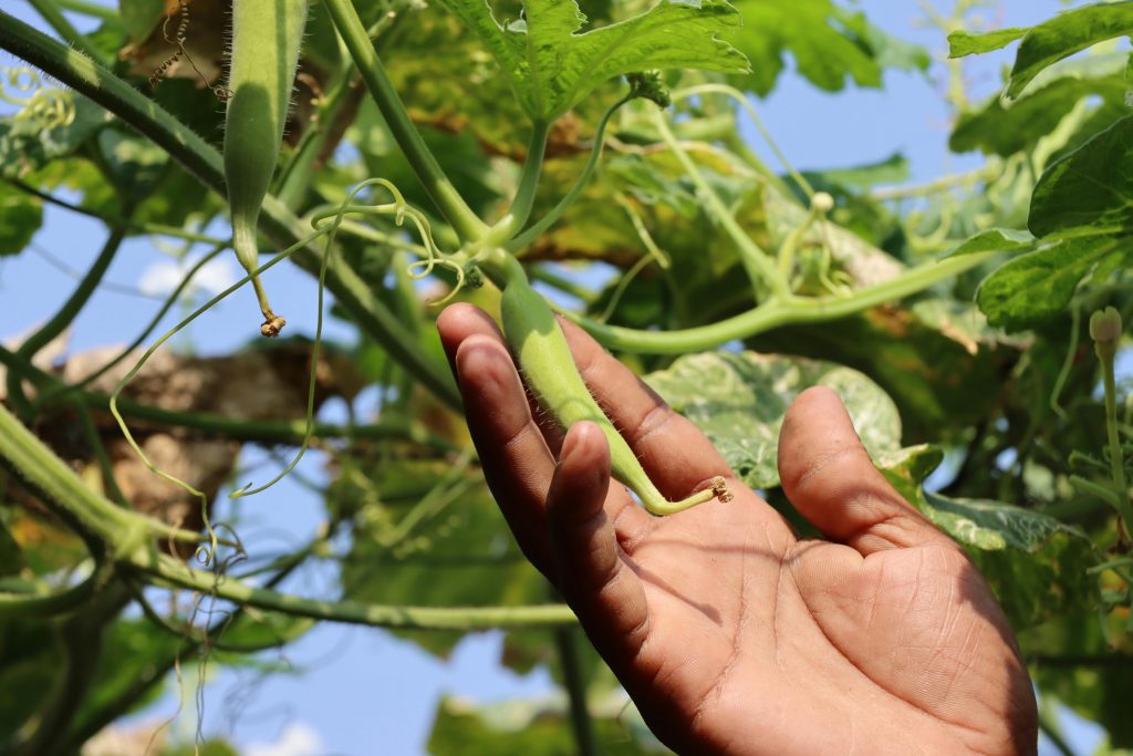 The Ultimate Guide to Growing Okra at Home: