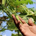 The Ultimate Guide to Growing Okra at Home: