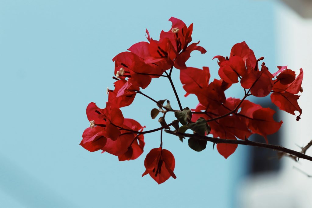 Bougainvillea Plant: A Complete Guide to Growing and Caring for This Stunning Vine