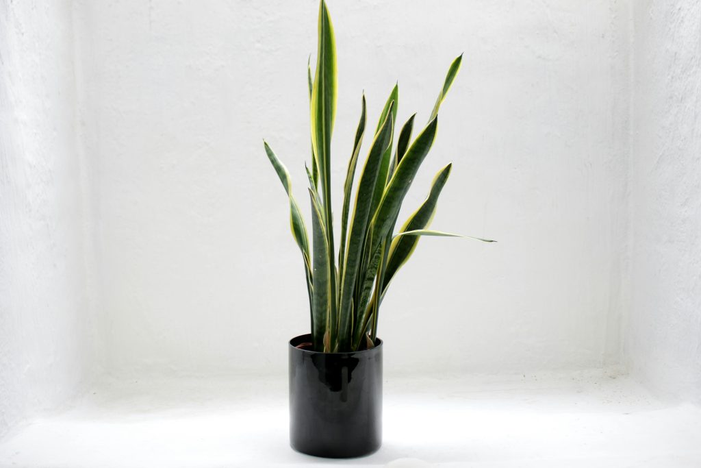 The Ultimate Guide to Snake Plant: The Hard-to-Kill Houseplant