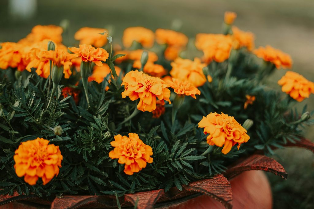 Marigold Plant: A Complete Guide to Growing and Caring for This Vibrant Flower 🌼