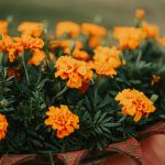 Marigold Plant: A Complete Guide to Growing and Caring for This Vibrant Flower 🌼