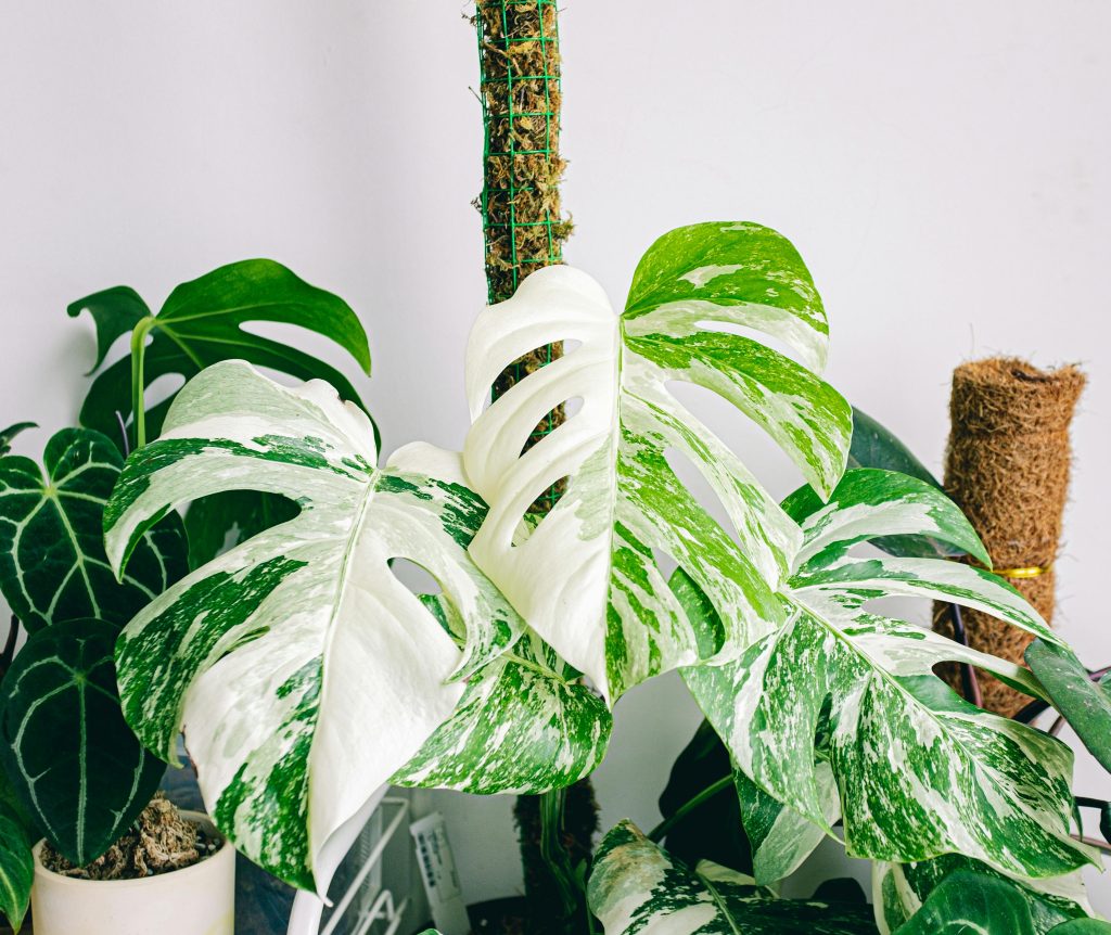 The Monstera Plant: A Guide to Growing and Caring for This Trendy Houseplant