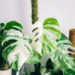 The Monstera Plant: A Guide to Growing and Caring for This Trendy Houseplant