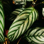 Calatheas