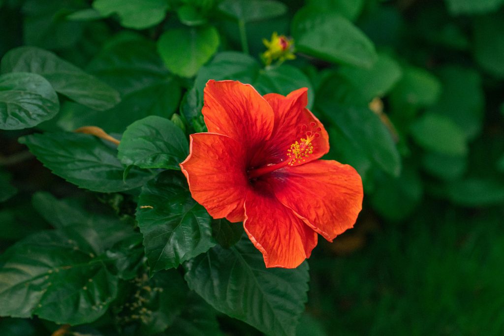 Hibiscus Plant: A Complete Guide to Growing and Caring for This Stunning Flower