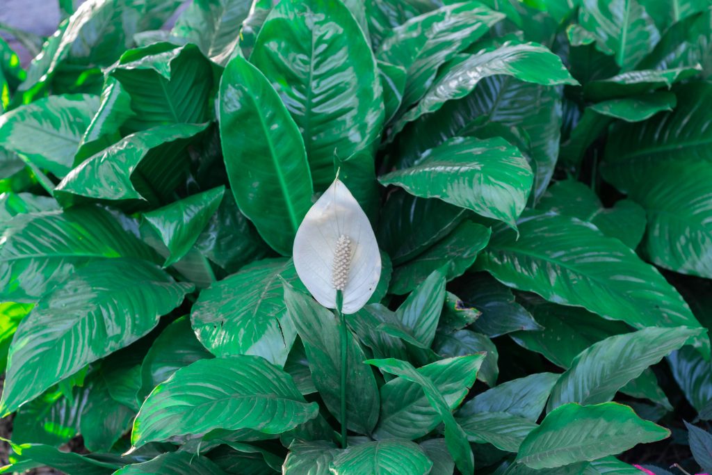 Peace Lily : The Complete Guide to Peace Lily Growth and Care