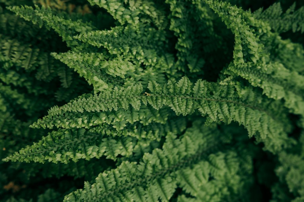 Boston Fern: The Ultimate Guide to Growing and Caring for This Lush Green Beauty