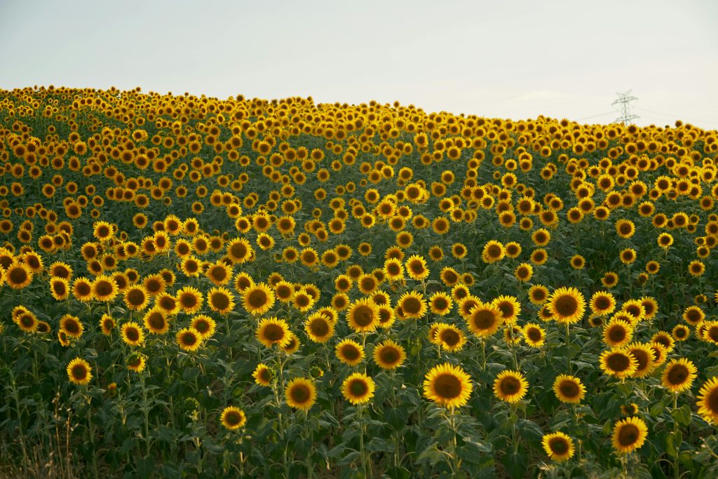 Sunflower Plant: A Complete Guide to Growing and Caring for This Radiant Bloom 🌻