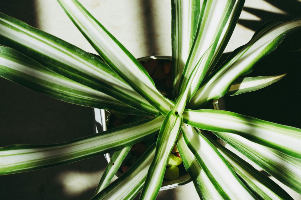 The Complete Spider Plant Care Guide: Easy Tips for Growing Healthy, Lush Plants