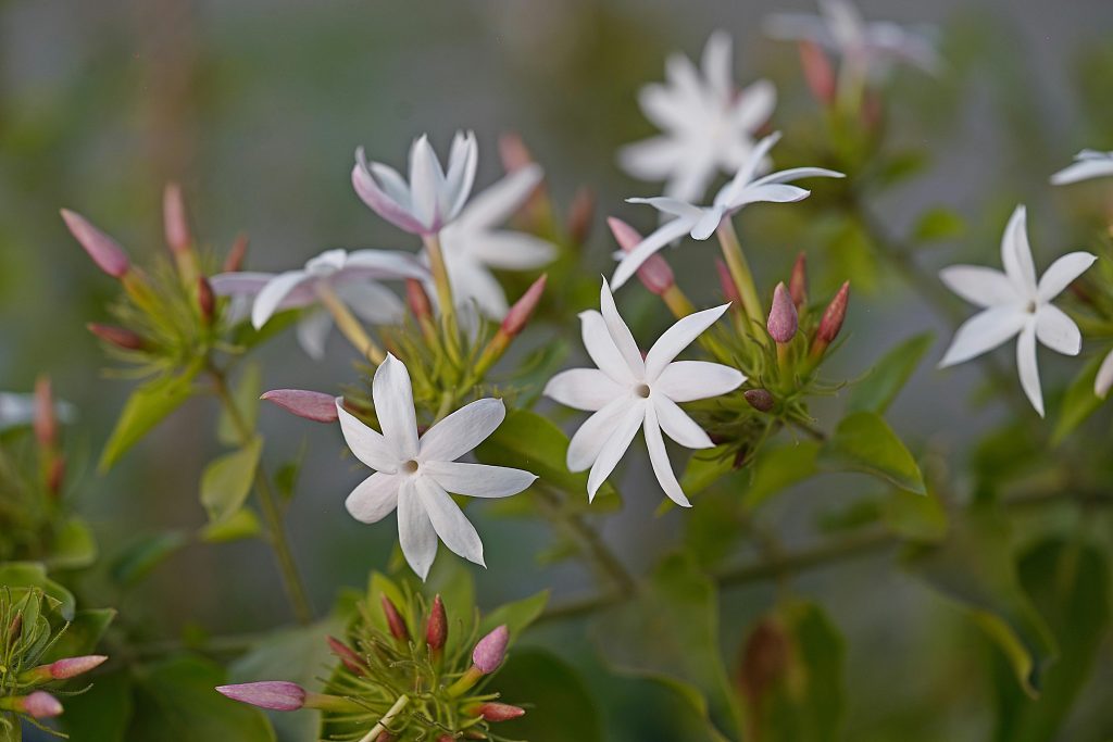 Jasmine Plant: A Complete Guide to Growing and Caring for This Fragrant Beauty 🌿🌸