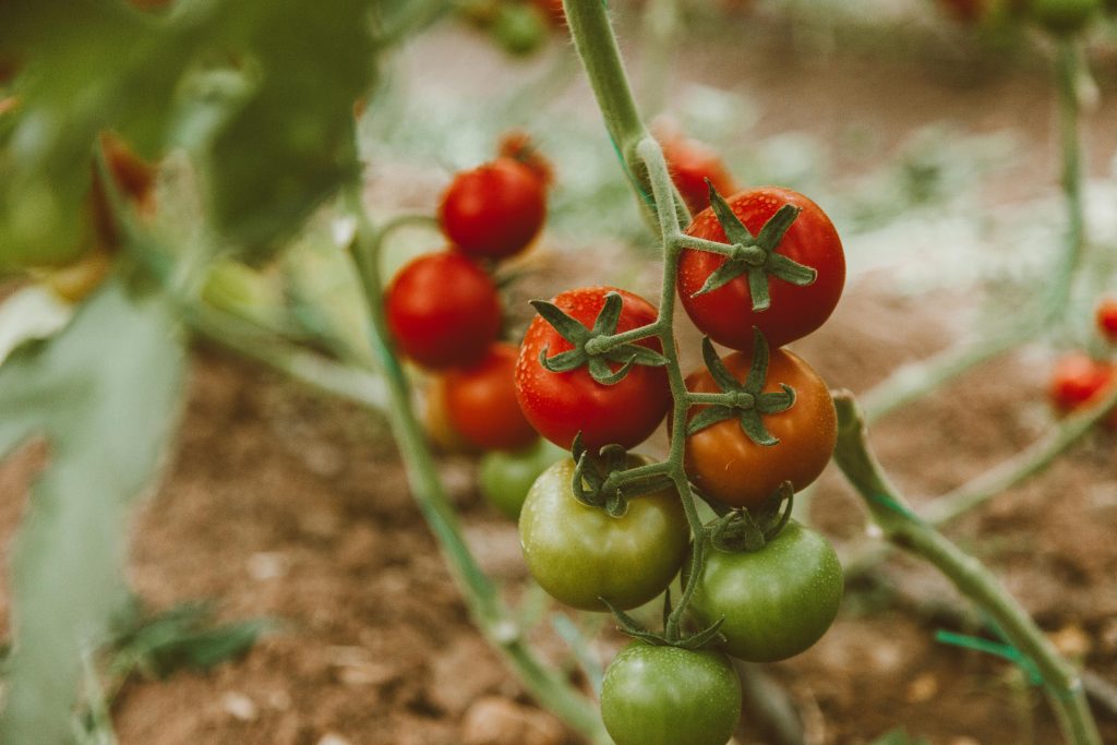 Tomato Plant