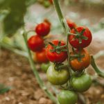 Tomato Plant