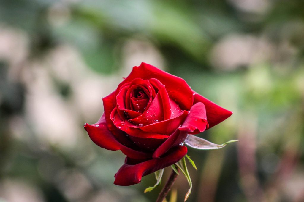 The Complete Rose Plant Care Guide: Grow Beautiful, Healthy Roses