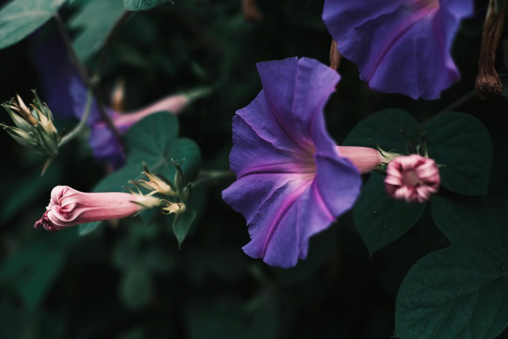 Morning Glory Plant: A Complete Guide to Growing and Caring for This Stunning Vine 🌸🌿