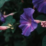 Morning Glory Plant: A Complete Guide to Growing and Caring for This Stunning Vine 🌸🌿