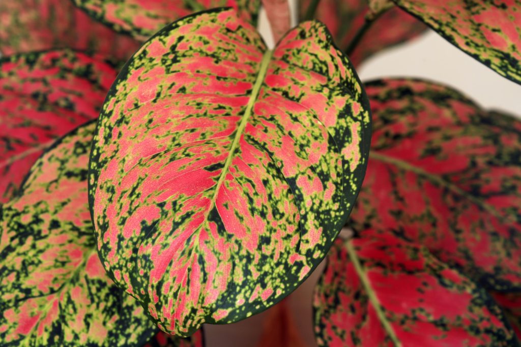 Aglaonema Plant: A Complete Guide to Growing and Caring for This Stunning Indoor Beauty 🌿✨