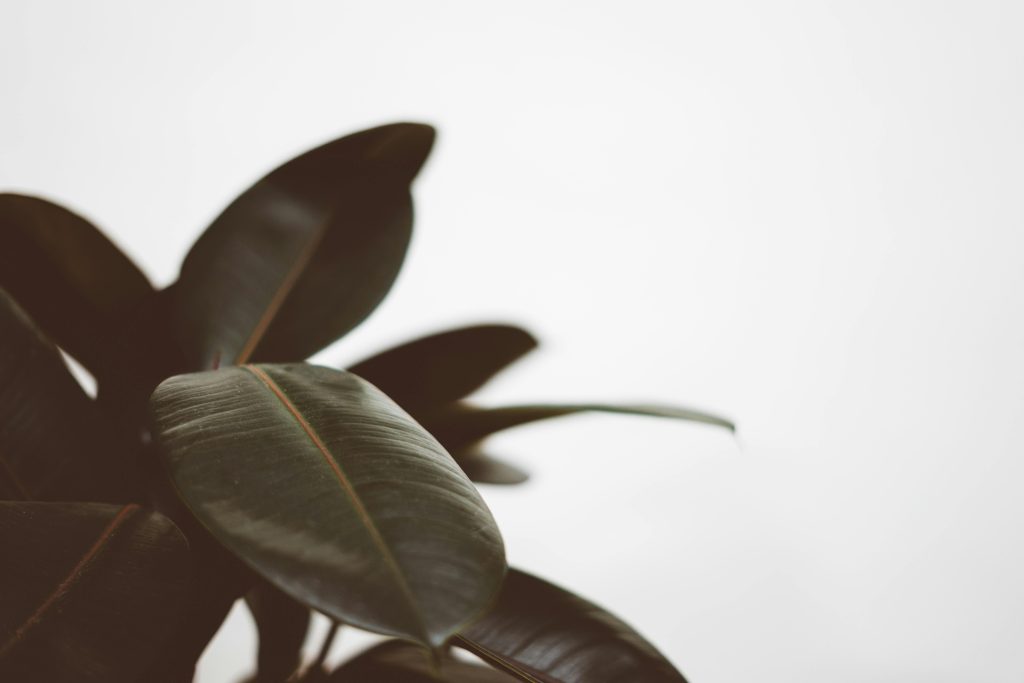 Rubber Plant: The Perfect Low-Maintenance Indoor Plant