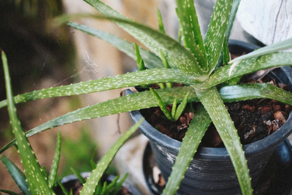 Aloe Vera: The Miracle Plant for Health & Home