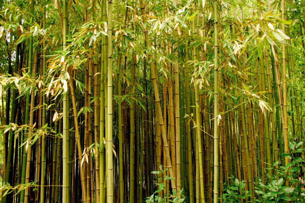 Bamboo Plant: A Complete Guide to Growing and Caring for This Versatile Beauty